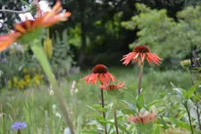 DSC_0040.webp