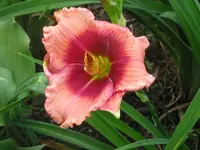 IMG_dragons eye_800x600.webp