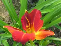 IMG_red twister_800x600.webp