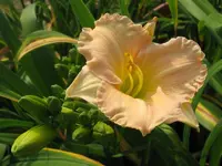 IMG_lullaby baby_800x600.webp