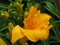 IMG_ruffled apricot_800x600.webp