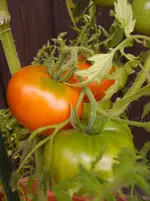 Tomaten 026.webp