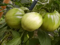 Tomaten 032.webp