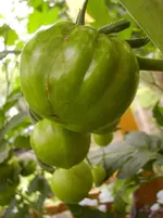 Tomaten 033.webp