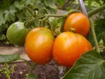 Tomaten 037.jpg