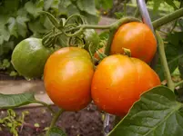 Tomaten 037.webp