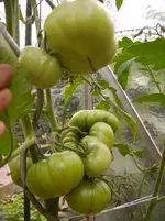 Tomaten 039.webp
