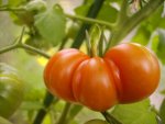 Tomaten 043.jpg