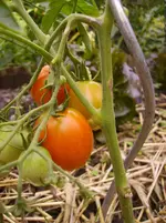 Tomaten 047.webp