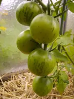Tomaten 046.webp