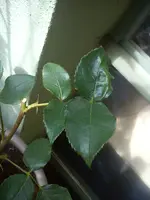 DSC00589.webp