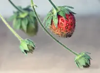 erdbeere_mit_farbe.webp
