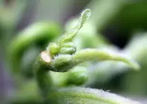 chili1.webp