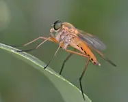 DSC_7945 Raubfliege.webp