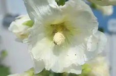 DSC_7984 Stockrose.webp