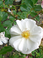 CIMG6822 Rose.webp