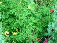 BILD1050.webp