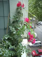 2012.07.06-13.18.15.webp