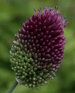 Allium 120706.webp