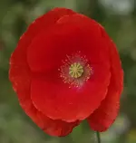 Mohn 120706.webp