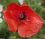 Mohn 120706_1.webp