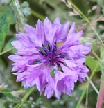 Blumenwiese 120706.webp