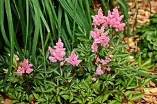 Astilbe blüht_smaller.webp