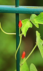 Feuerbohnen_smaller.webp