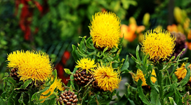 große Flockenblume gelb_smaller.webp