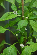 grüne Paprika blüht_smaller.webp