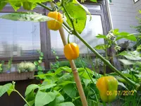 Haba nah 100_1088 (Large).webp