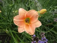 001.webp