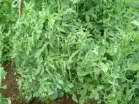 Garten2012 (31).webp