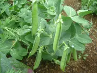Garten2012 (32).webp