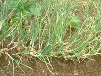 Garten2012 (6).webp