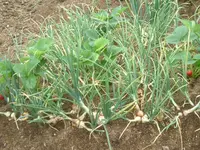 Garten2012 (4).webp