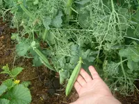 Garten2012 (34).webp