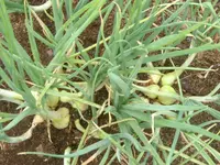 Garten2012 (13).webp