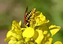 P5289414Wespe.webp