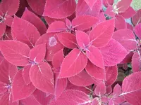 pinkv.webp