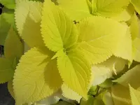 yellowv.webp