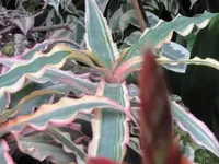 155.webp