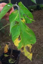 alternaria_solani.webp