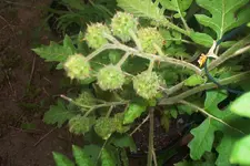 litchis.webp