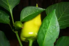 pepper_roter_augsburger.webp