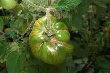 tomato_black_krimm.webp