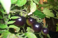 tomato_indigo_rose.webp