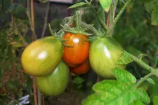 tomato_schwarze_pflaume.webp