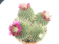 336.webp