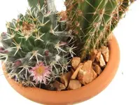 006.webp